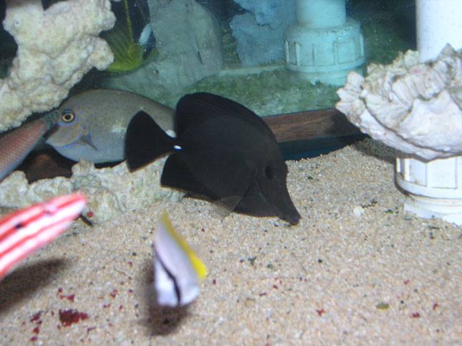 Black Longnose Tang