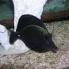 Black Longnose Tang