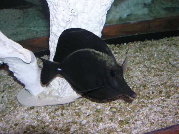 Black Longnose Tang