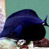 Black Longnose Tang