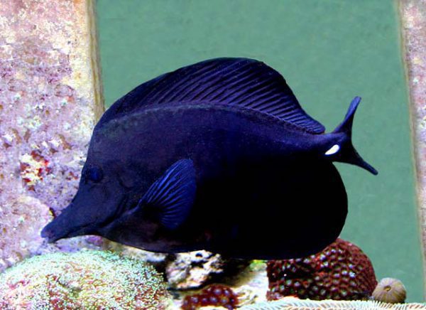 Black Longnose Tang