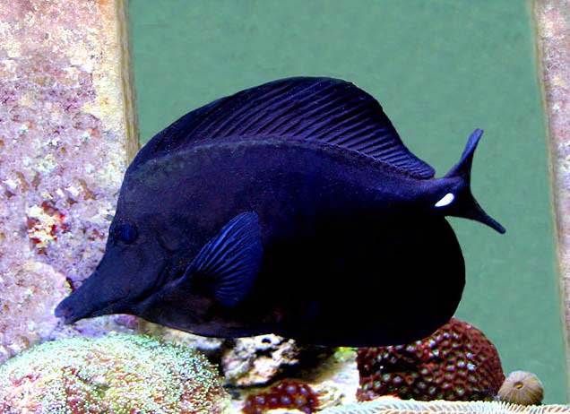 Black Longnose Tang