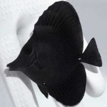 جراح ماهی بلک تانگ