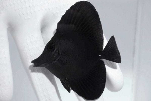 جراح ماهی بلک تانگ