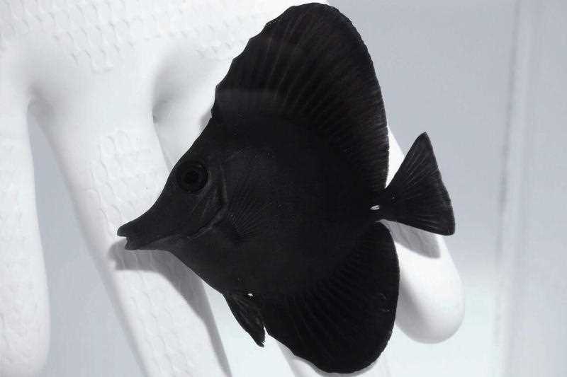 جراح ماهی بلک تانگ