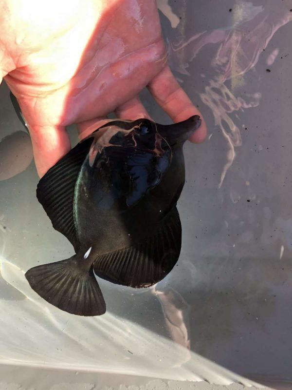 Black Longnose Tang