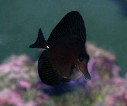 Black Longnose Tang