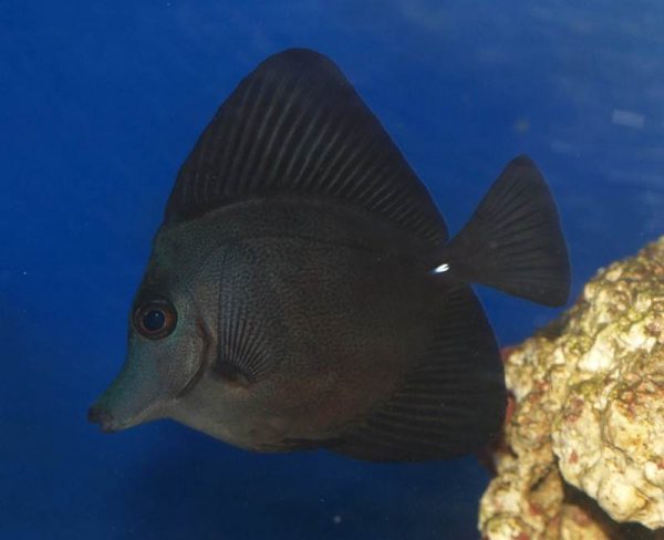 Black Longnose Tang