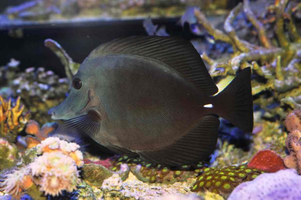Black Longnose Tang