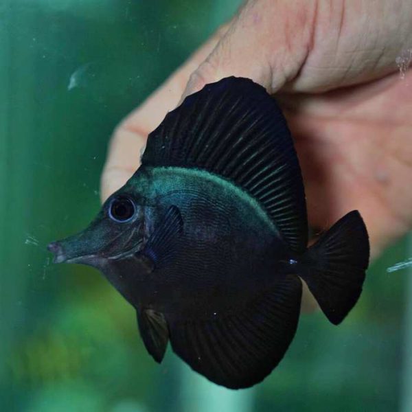 Black Longnose Tang