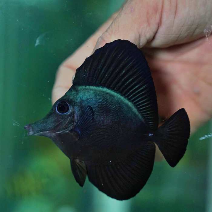 Black Longnose Tang