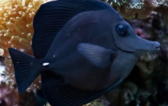 Black Longnose Tang