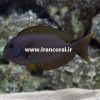 Thompson's Surgeonfish
