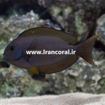 Thompson's Surgeonfish