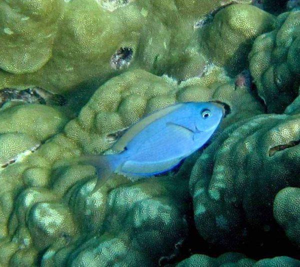 Thompson's Surgeonfish