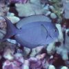 Thompson's Surgeonfish
