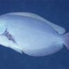 Thompson's Surgeonfish
