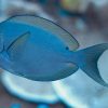 Thompson's Surgeonfish