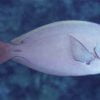 Thompson's Surgeonfish