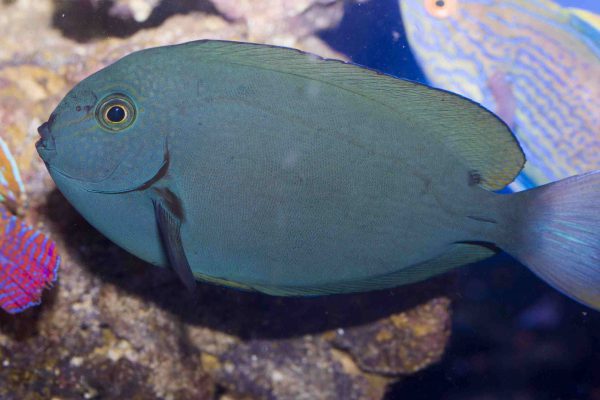 Thompson's Surgeonfish