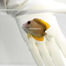 Bristletooth Tomini Tang