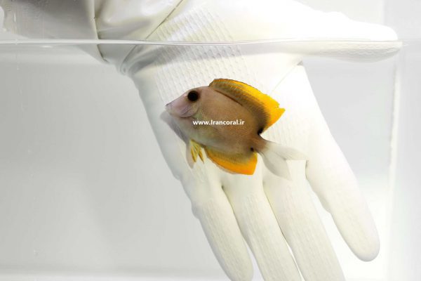 Bristletooth Tomini Tang