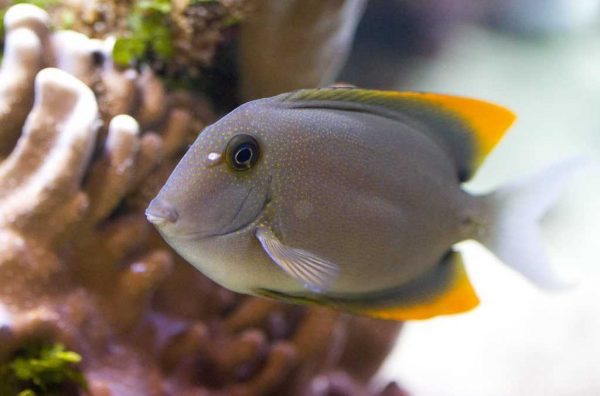 جراح ماهی تومینی