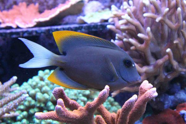 جراح ماهی تومینی