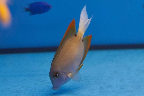 جراح ماهی تومینی