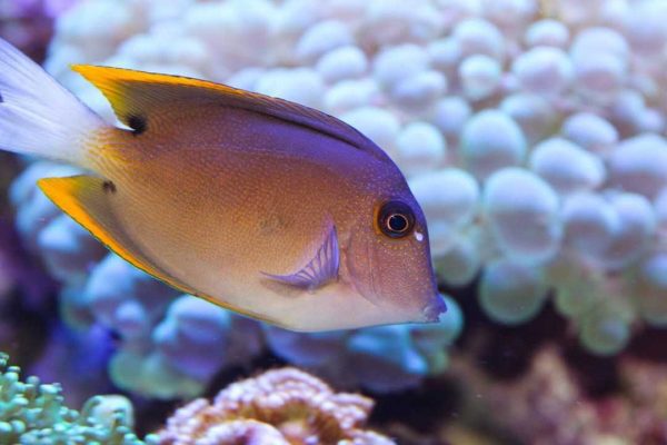 جراح ماهی تومینی