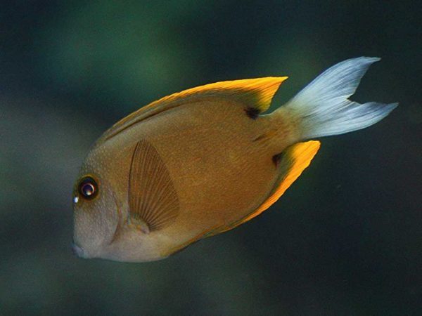 جراح ماهی تومینی