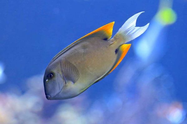 جراح ماهی تومینی