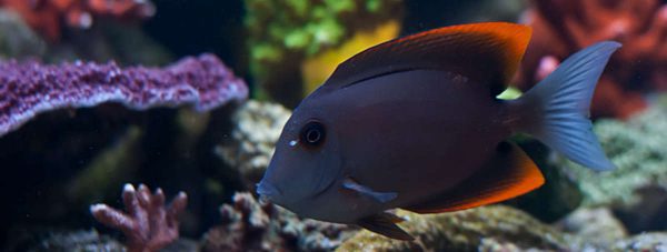 جراح ماهی تومینی