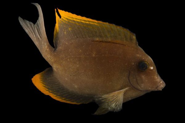 جراح ماهی تومینی