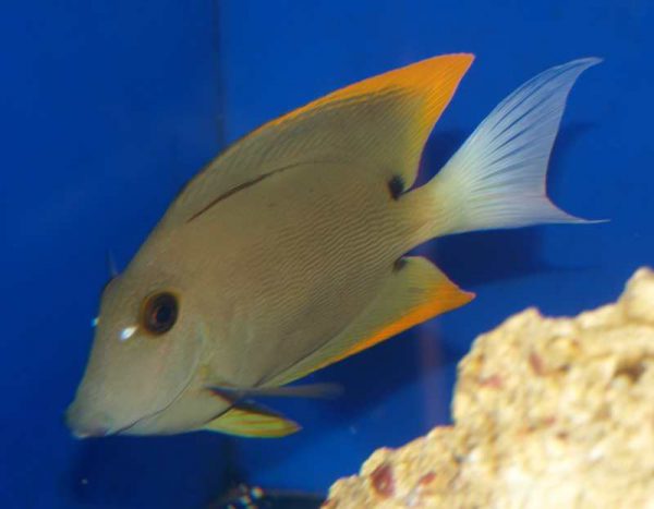 جراح ماهی تومینی