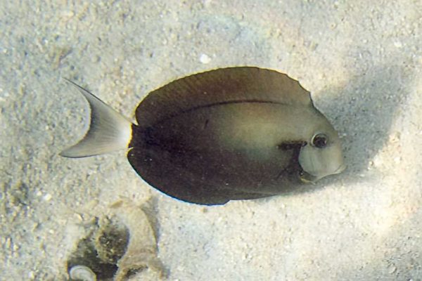 جراح ماهی تک خط