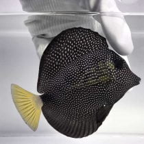 جراح ماهی جواهر