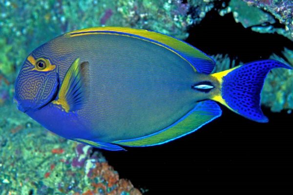 جراح ماهی خار سفید