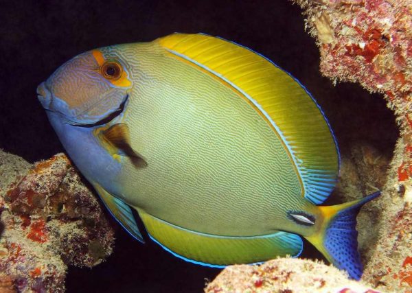 جراح ماهی خار سفید