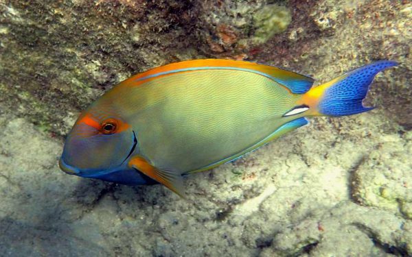 جراح ماهی خار سفید