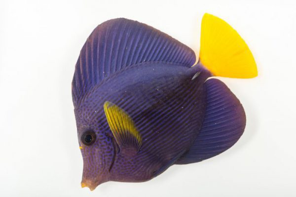 Purple Tang