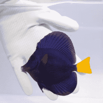 جراح ماهی دم زرد