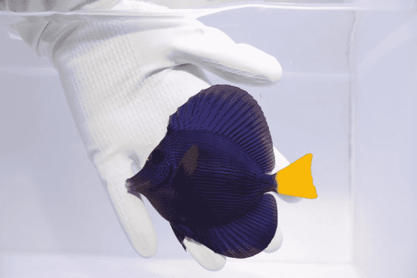 جراح ماهی دم زرد