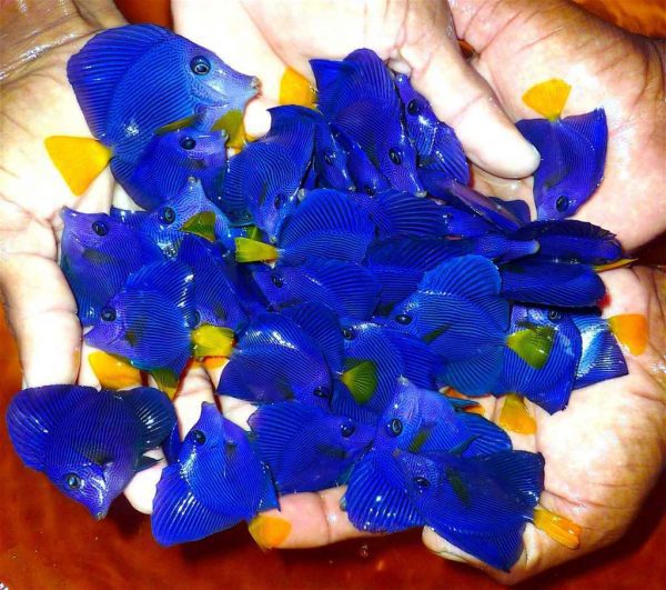 جراح ماهی دم زرد