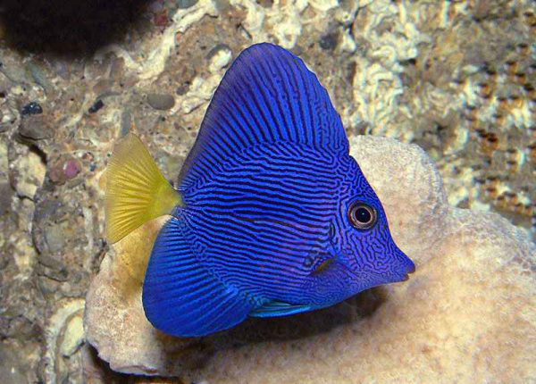 Purple Tang