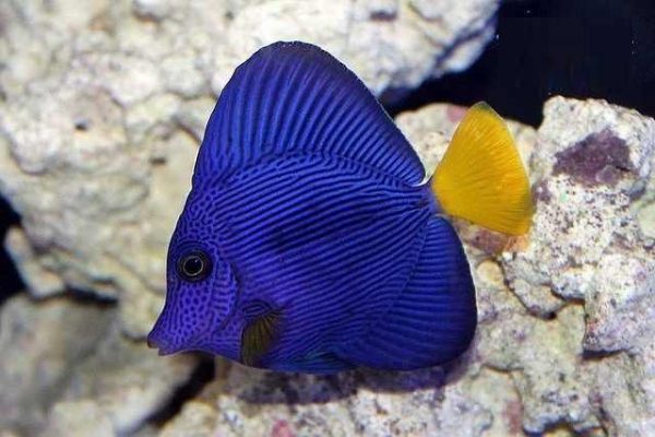 جراح ماهی دم زرد