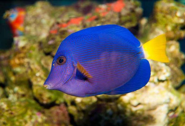 Purple Tang