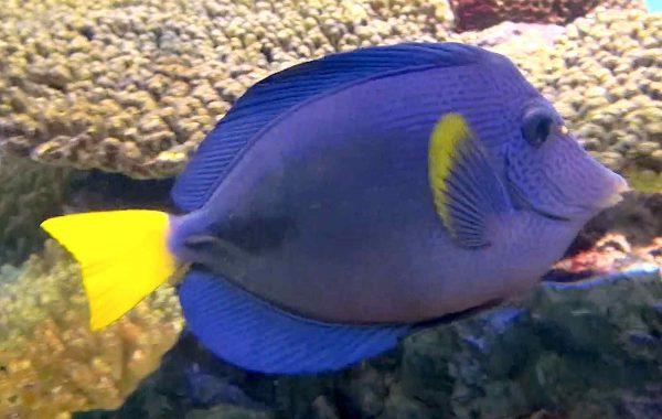 Purple Tang