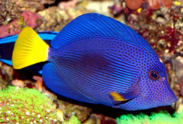 Purple Tang