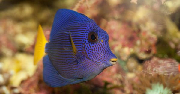 Purple Tang